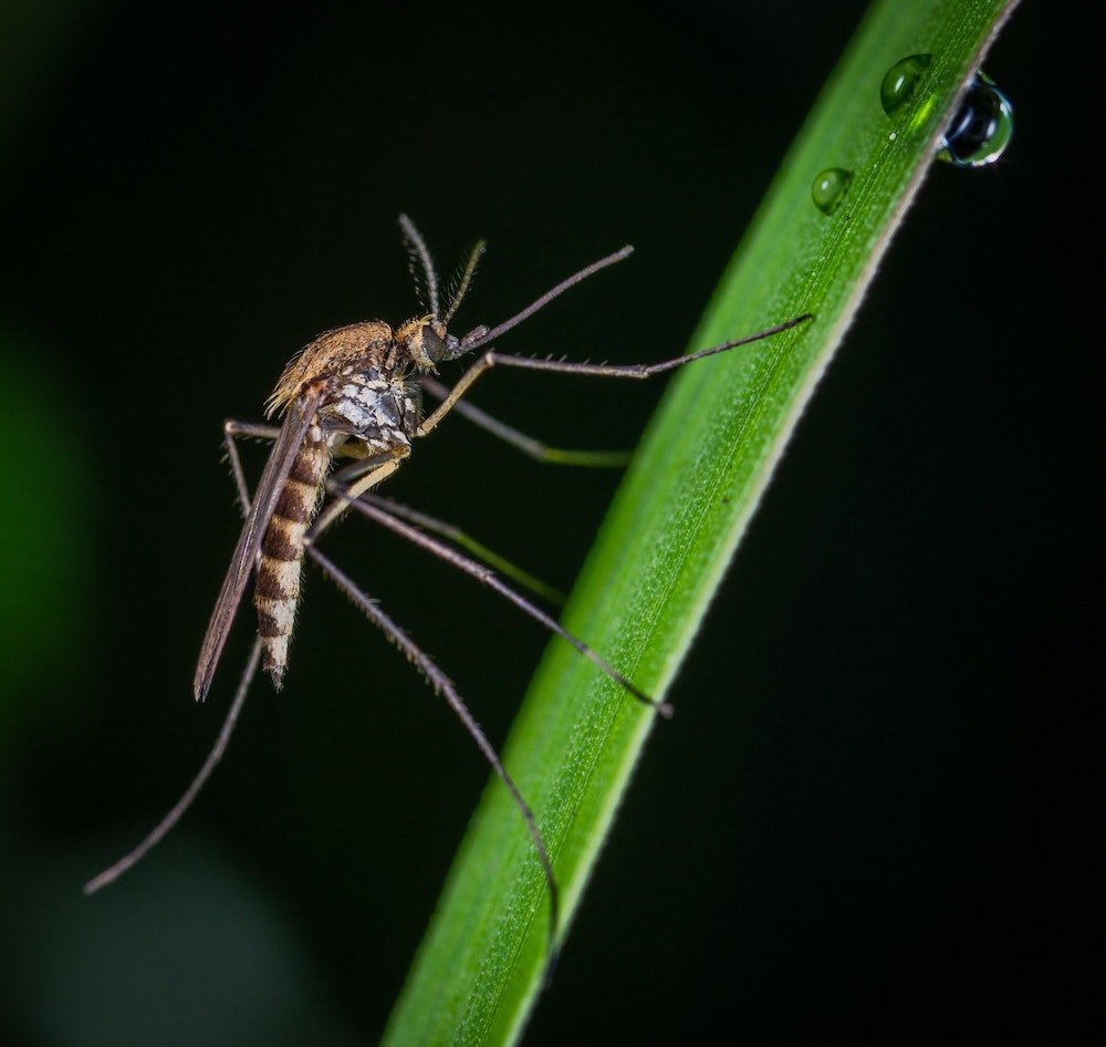 The Ultimate Guide to Mosquito Repellent for Babies - ChildGood